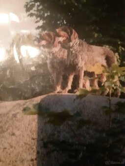 SUCHE DEUTSCH DRAHTHAAR RÜDE