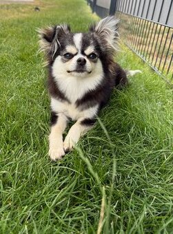 Chihuahua Hündin
