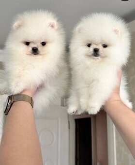 Pomeranian-Welpen suchen ein Zuhause