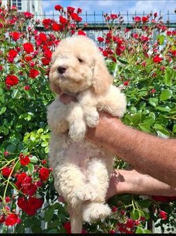 Lagotto Romangnolo