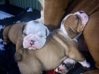 Wunderschöne englische Bulldoggenwelpen