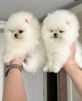 2 Pomeranian-Welpen suchen ein Zuhause