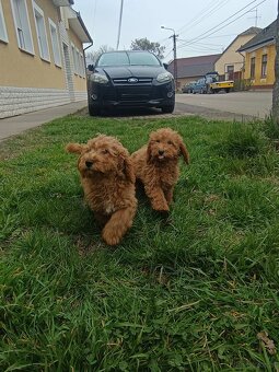 Golden Doodle F1b Welpen