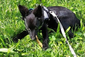 CHIHUAHUA Rüde zu vergeben