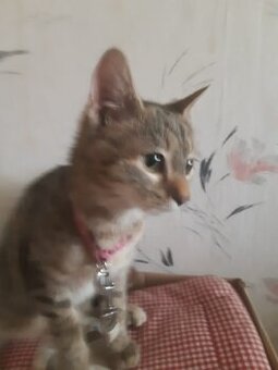Mama Katze und Baby Madchen