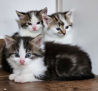 Baby katze