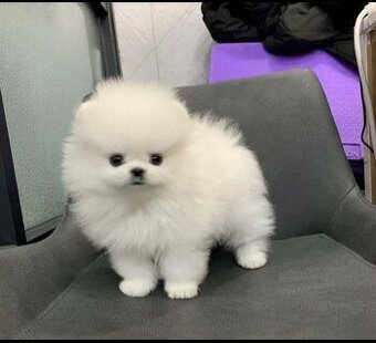 Pomeranian-Welpen suchen ein Zuhause.