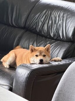 Wunderschöner Shiba Inu sucht liebevolles Zuhause 🐾