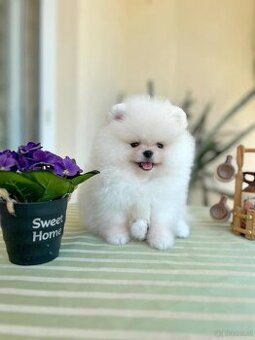 Süße Pomeranian-Welpen suchen ein Zuhause