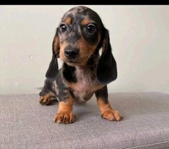 Dobermannwelpen suchen ein Zuhause.