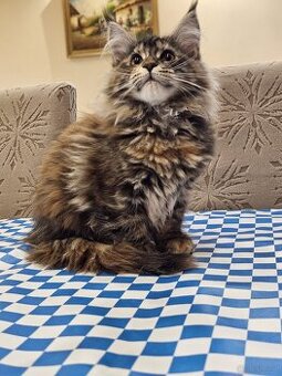 Maine Coon