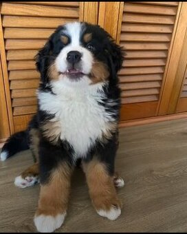 Berner Sennenhund Welpen suchen ein Zuhause.