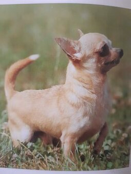 CHIHUAHUA HUNDIN
