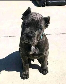 Cane-Corso-Welpen suchen ein neues Zuhause