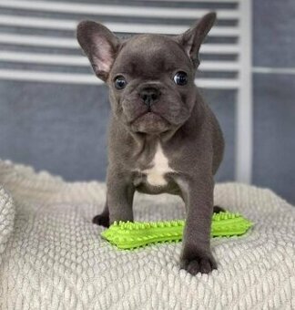 Französische Bulldogge Welpen bereit für ihr neues Zuhause.