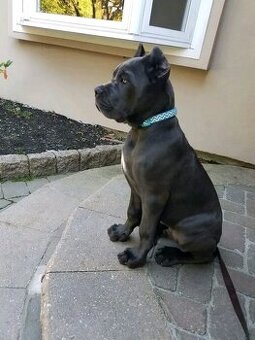 Cane Corso Welpen sind bereit für ihr neues Zuhause.
