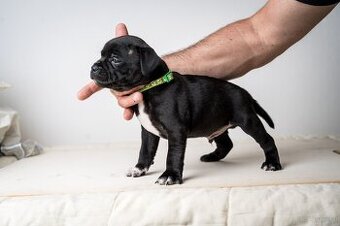 Staffordshire Bullterrier welpen zu kaufen