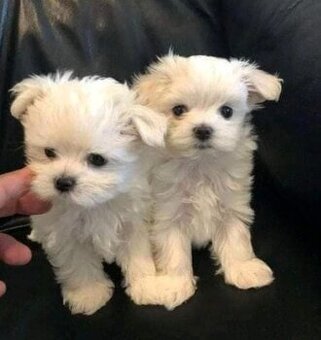 Malteserwelpen zu verkaufen.