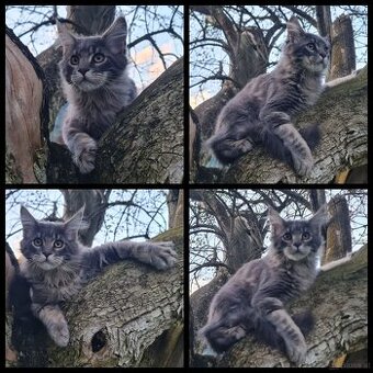 Maine Coon Kitten suchen Herzensplätze