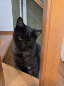 Hauskatze