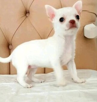 Chihuahua-Welpen zu vermitteln.