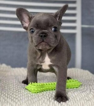 Französische Bulldoggenwelpen suchen ein neues Zuhause