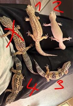 Leopardengecko Mädl Und Giant leo
