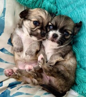 Langhaarige Chihuahua-Welpen suchen ein neues Zuhause.