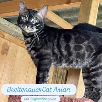 Reinrassige Bengalen - 1