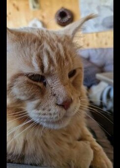 Kater maine conn kastriert