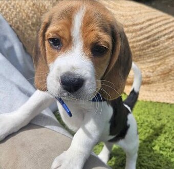 Wunderschöne Beagle-Welpen suchen ein neues Zuhause.