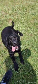 Reinrassiger Labrador - Showline