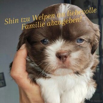 Shin Tzu Welpen