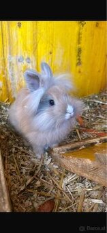 Löwenkopf Kaninchen