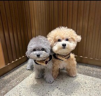 Welpen von Puddle suchen ein neues Zuhause.