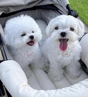 Wunderschöne Malteserwelpen suchen ein neues Zuhause.