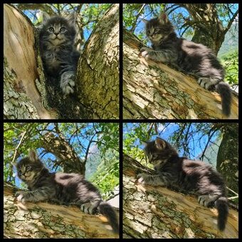 Reinrassige Maine Coon Kitten