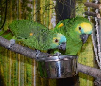 Blaustirnamazonen Pärchen