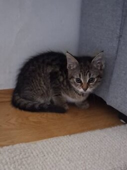 Europäische kitten