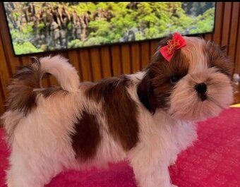 Shih-Tzu-Welpen zu adoptieren.