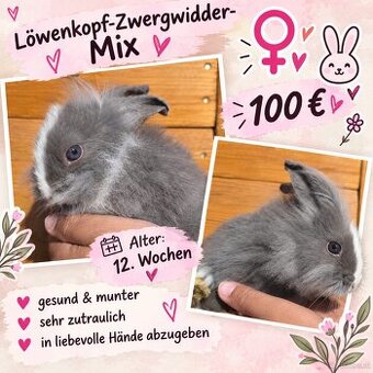 Kaninchen