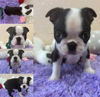 Boston-Terrier-Welpen zu adoptieren.