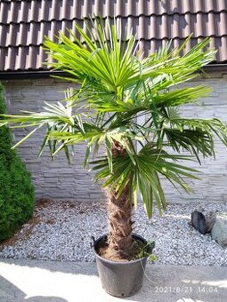 Winterharten palmen Trachycarpus Fortunei