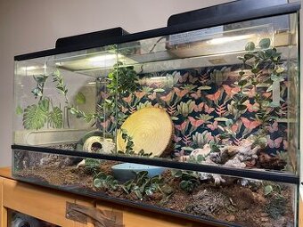 Schlange mit Terrarium