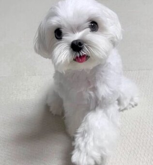 Malteserwelpen zu adoptieren.