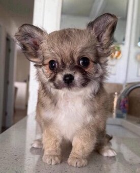 Chihuahua-Welpen zu adoptieren.