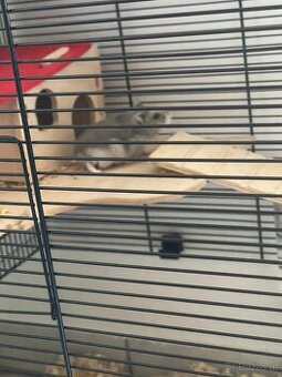 Hamsterkäfig und zwerghamster