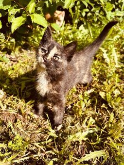 Katze