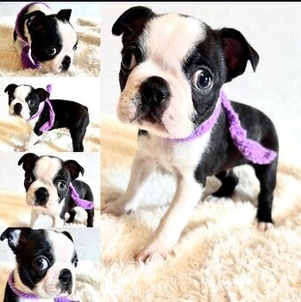 Registrierte Boston-Terrier-Welpen zur Adoption.
