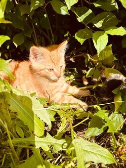 Katze